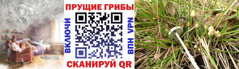 Галлюциногенные грибы Psilocybe  закладка  Калининец 